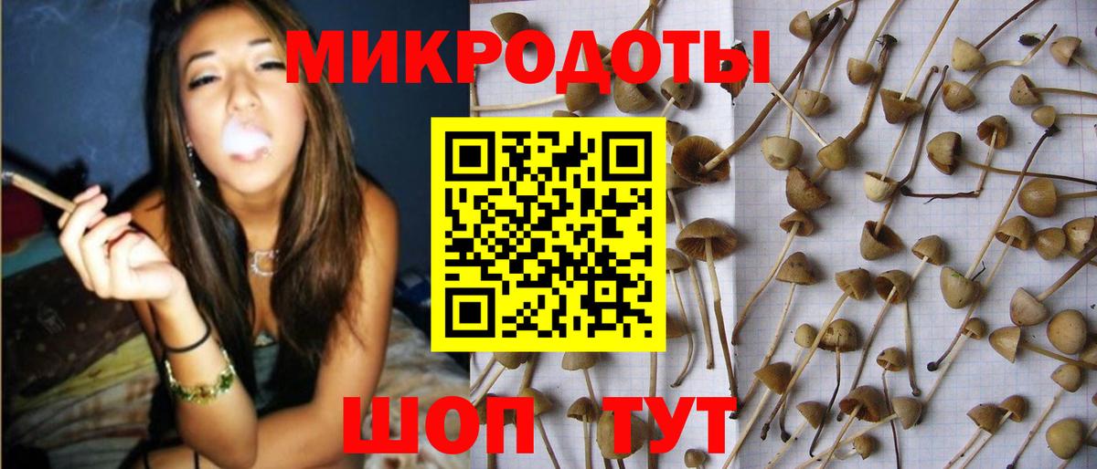 Галлюциногенные грибы Psilocybine cubensis Звенигород